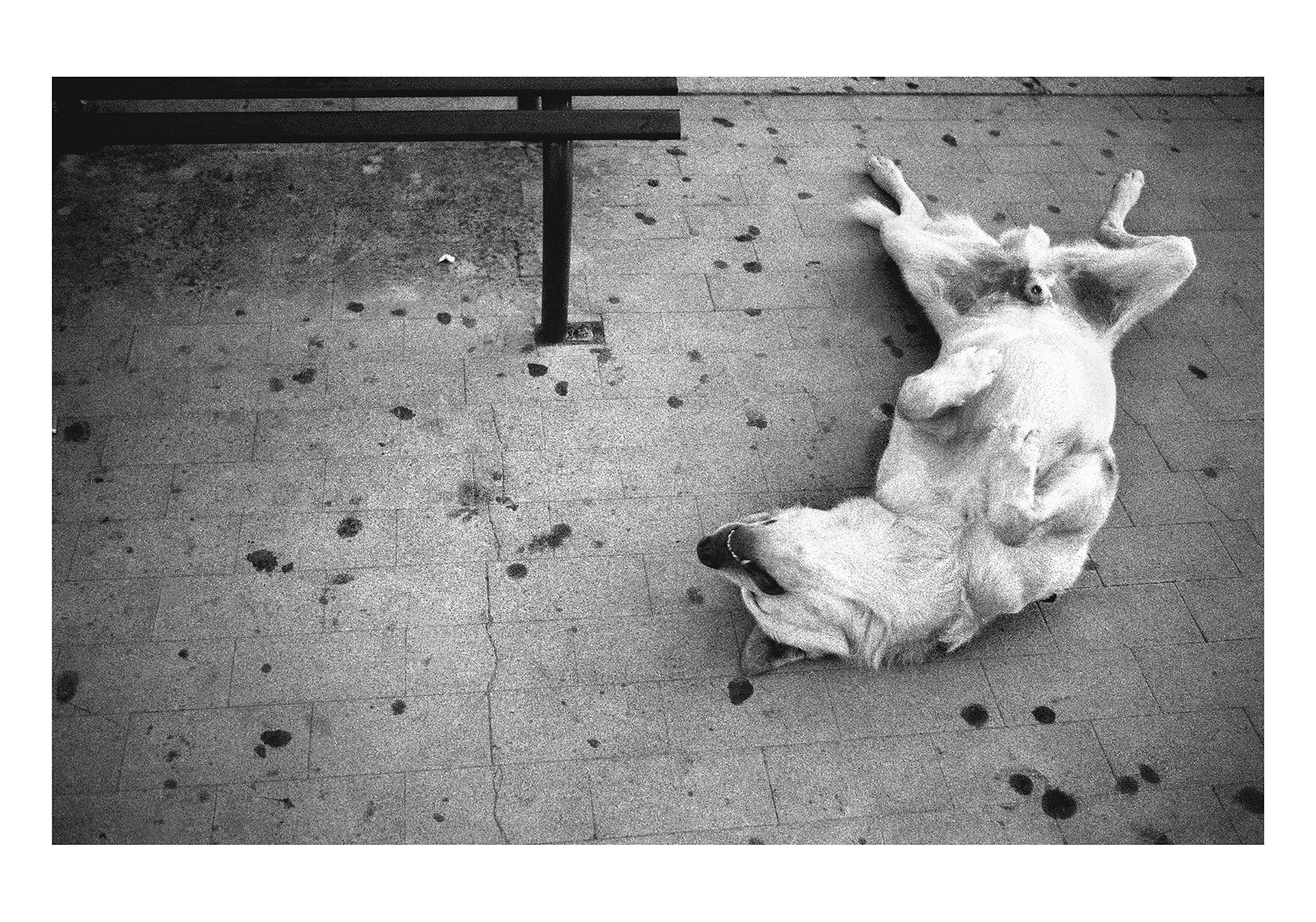 A dog plays on a pavement Porteila Das Padeiras
