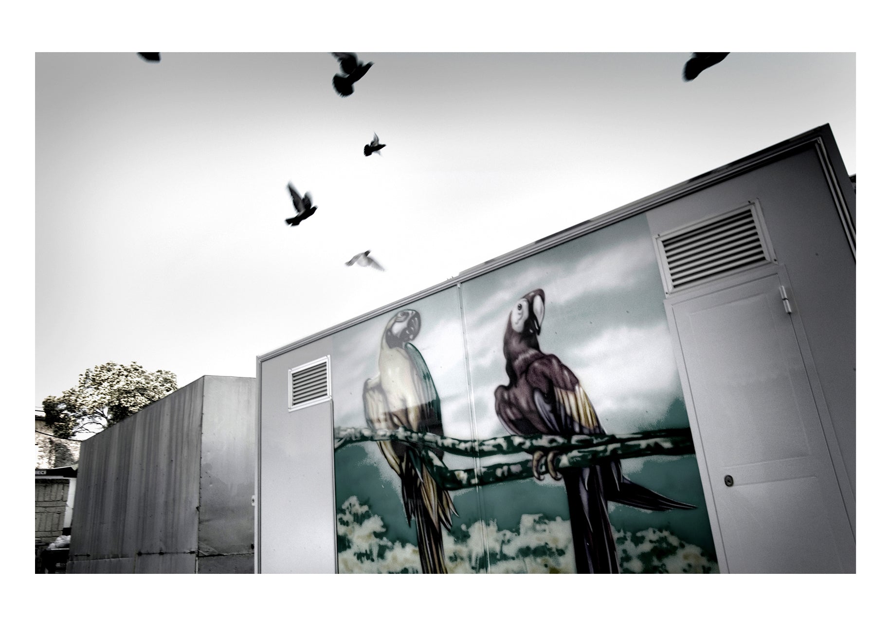 Fake and real birds in an amusement park