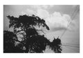 Storks and diagonal electrical wires before Freguesia