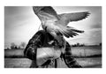 The training session of a hawk (the minotaur)