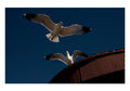 Two seagulls flying in Helsinki port