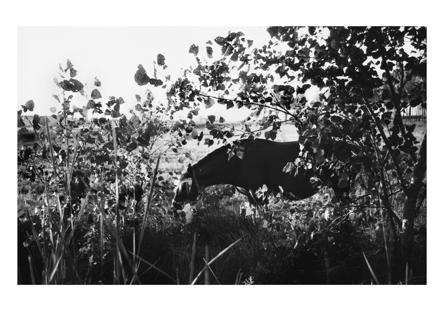 A horse in a Boadilla del Camino bush